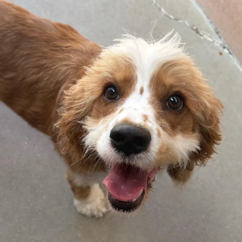 An adult small-sized female White / Cream Cocker Spaniel dog named Darla for adoption in Santa Barbara, CA