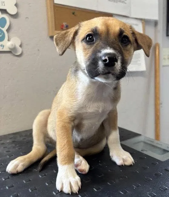 A young small-sized female Boxer dog named Audrey for adoption in Sistersville, WV