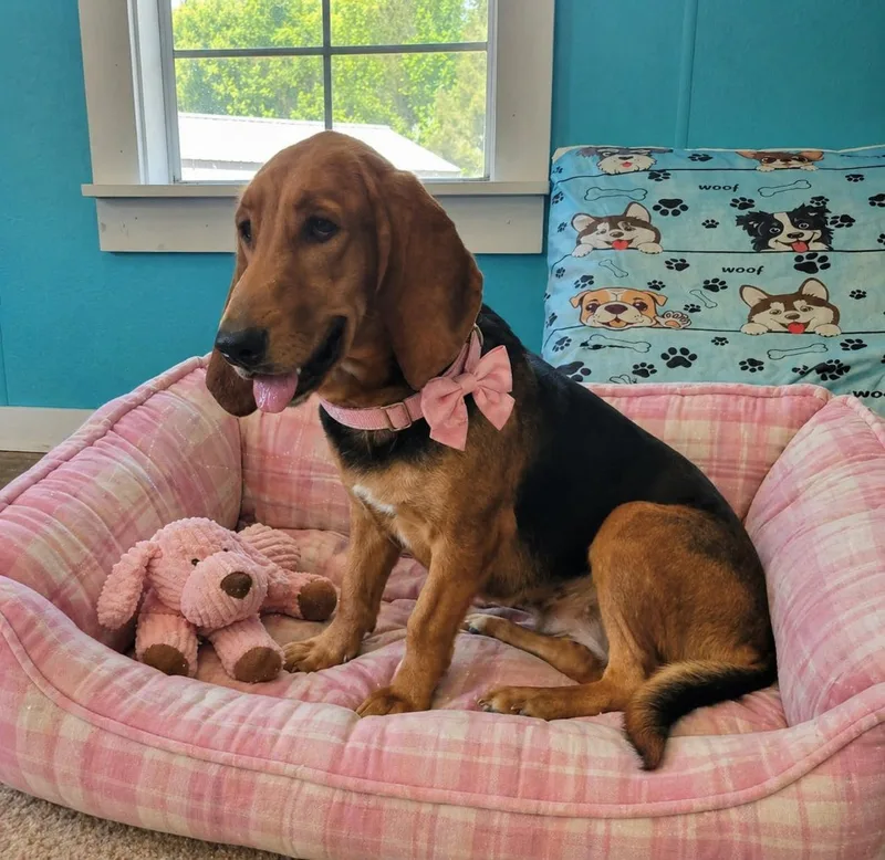 A young medium-sized female Basset Hound dog named River for adoption in Mount Laurel, NJ