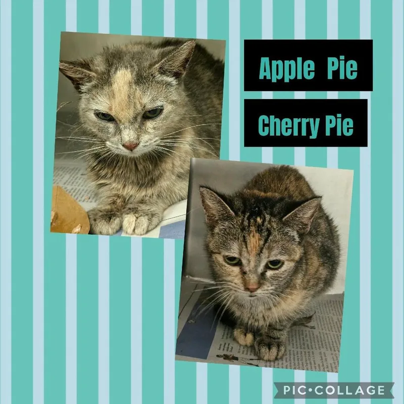 A young medium-sized female Calico Domestic Short Hair cat named Apple Pie for adoption in Wheeling, IL