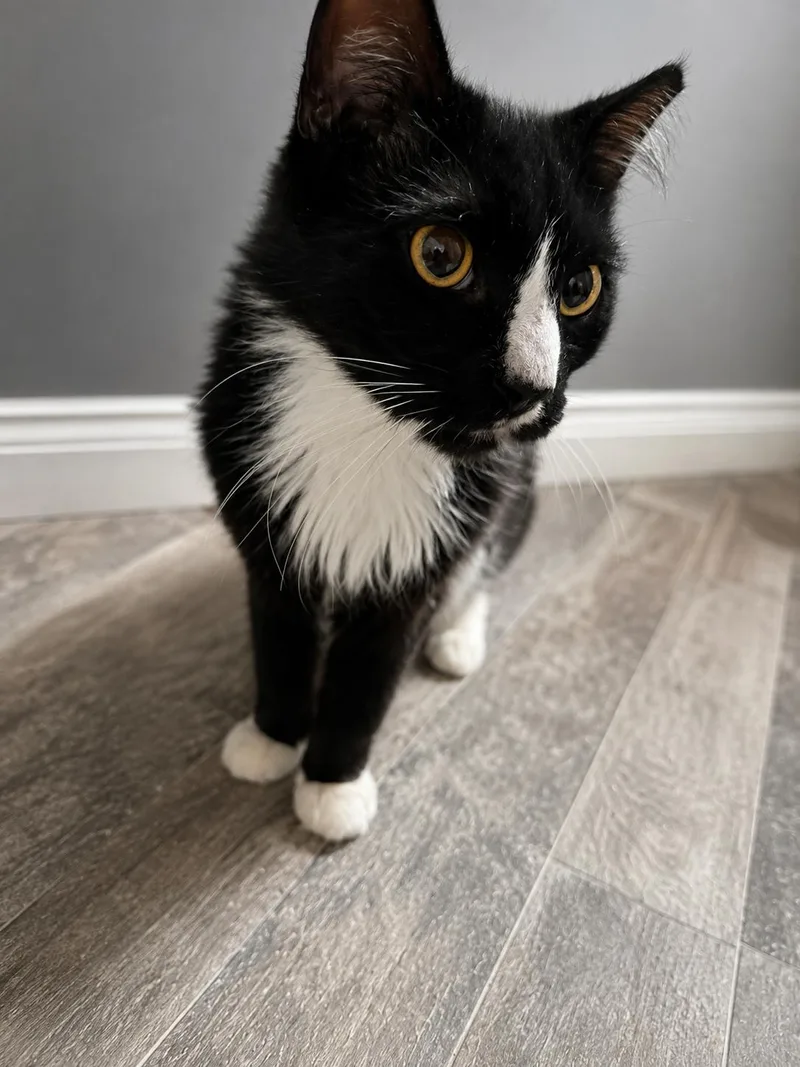 An adult large-sized male Domestic Short Hair cat named Bo for adoption in Rio Linda, CA