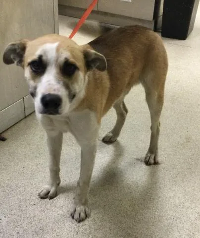 A young medium-sized male Pit Bull Terrier dog named Arnold for adoption in Riverside, CA