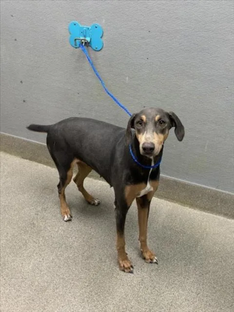 An adult large-sized female Doberman Pinscher dog named Moondust for adoption in Las Vegas, NV