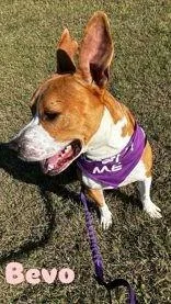 An adult medium-sized male Golden American Staffordshire Terrier dog named Bevo for adoption in Denton, TX