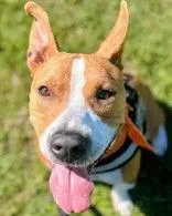 Bevo thumbnail 2