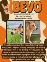 Bevo thumbnail 3