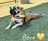Bevo thumbnail 5