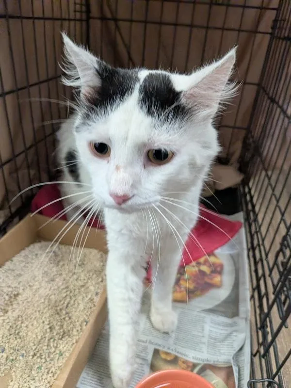 An adult medium-sized male Domestic Long Hair cat named Chef for adoption in San Diego, CA