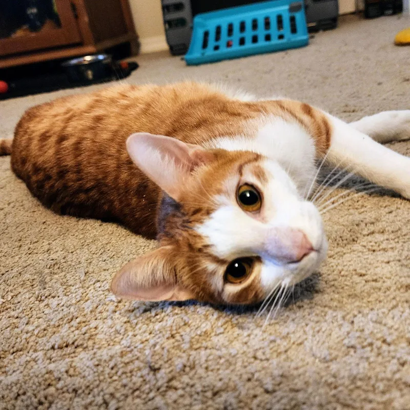 Calvin Klein thumbnail 2