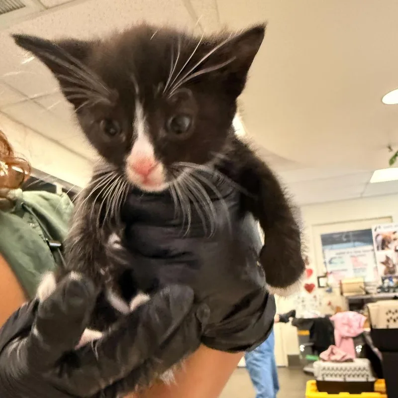A baby small-sized male Black Domestic Short Hair cat named Chicken Pot Pie for adoption in Los Angeles, CA