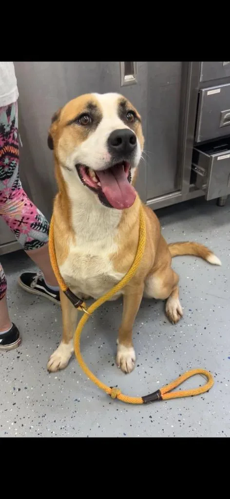 An adult large-sized female Shepherd dog named Pretzel for adoption in Cambridge, MD