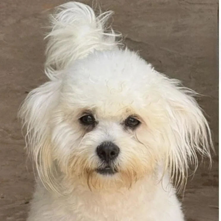 A young small-sized female White / Cream Shih Tzu dog named Annabelle for adoption in Houston, TX