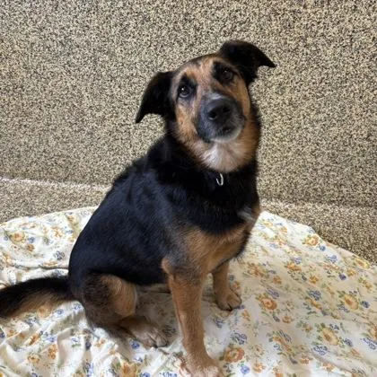 An adult medium-sized female Shepherd dog named Sammie for adoption in Merriam, KS