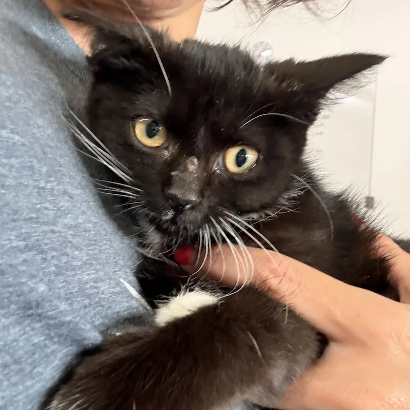 A baby small-sized female Black & White / Tuxedo Domestic Short Hair cat named Wednesday for adoption in Grand Rapids, MI