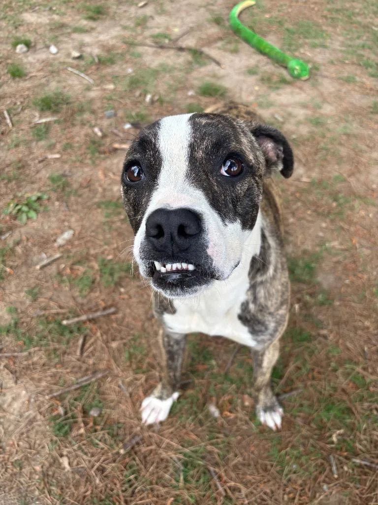 A young medium-sized female Boxer dog named Flora for adoption in Little Rock, AR