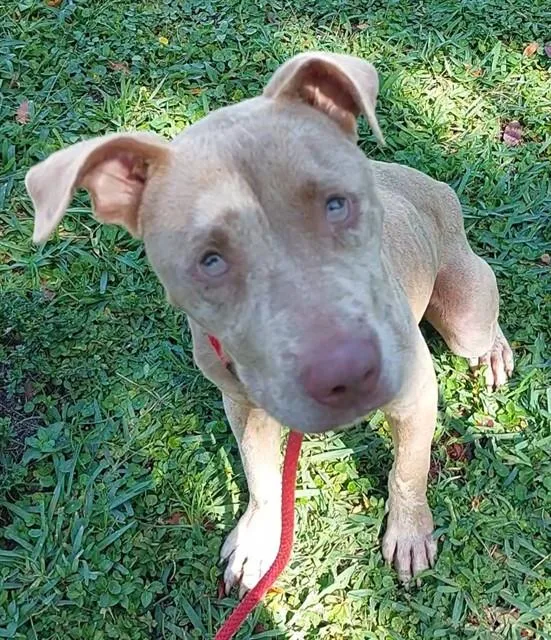 A young medium-sized male American Staffordshire Terrier dog named Salty for adoption in Fort Lauderdale, FL