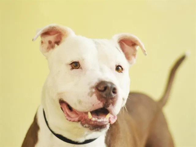 A senior medium-sized male American Bulldog dog named Gauge for adoption in Tavares, FL