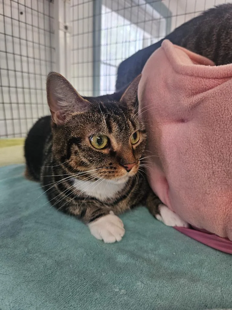 An adult large-sized female Domestic Short Hair cat named Nala for adoption in Medfield, MA