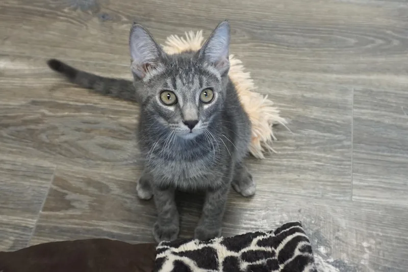 A baby small-sized male Domestic Short Hair cat named Pine for adoption in Fountain Hills, AZ