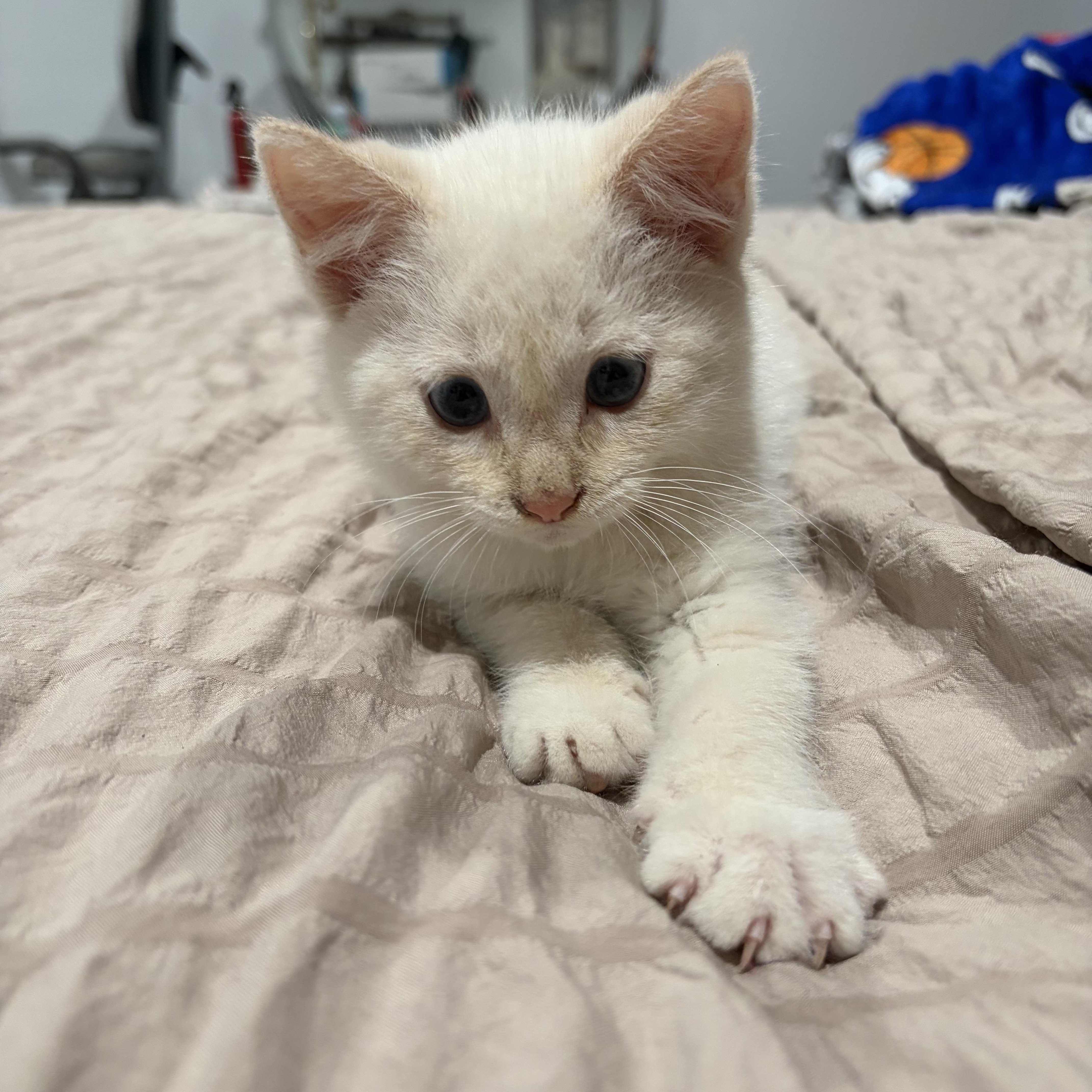 A baby large-sized male Domestic Medium Hair cat named Munester for adoption in brant, MI