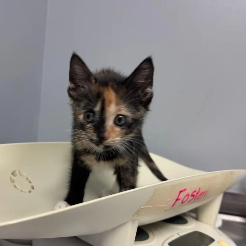 A baby small-sized female Calico Domestic Short Hair cat named Miss Callie for adoption in Columbus, GA