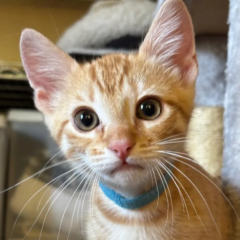 A baby small-sized male Orange / Red Domestic Short Hair cat named Lionel for adoption in Tustin, CA
