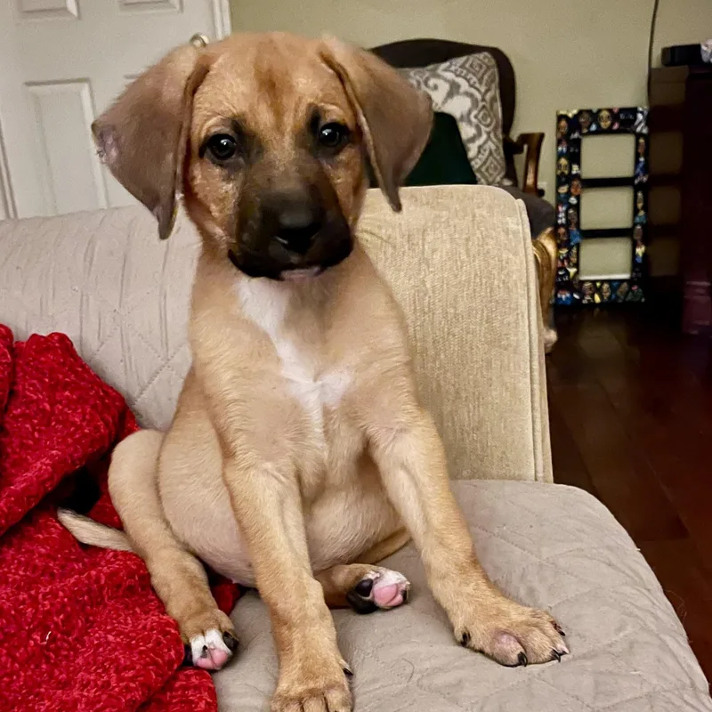 A baby medium-sized female Bicolor Puggle dog named Margo for adoption in Cordova, TN