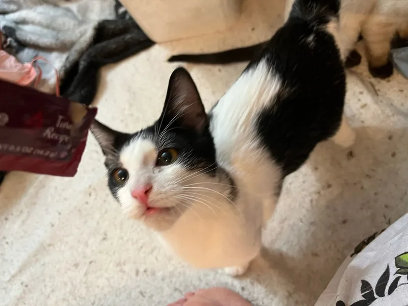 An adult medium-sized male Black & White / Tuxedo Domestic Short Hair cat named Casey for adoption in RIVERSIDE, CA