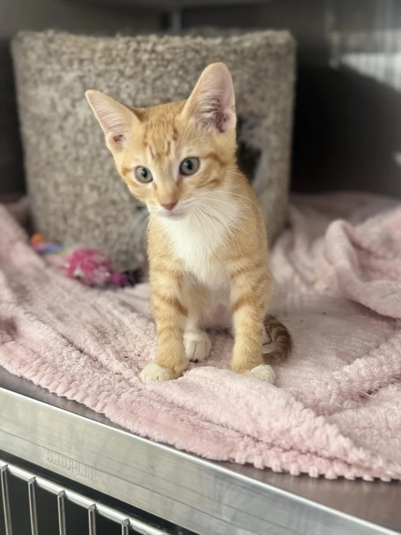 A baby medium-sized male Orange & White Domestic Short Hair cat named Flash for adoption in Magnolia, TX