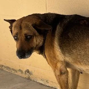 A senior large-sized female Black German Shepherd Dog dog named Grandma for adoption in Buellton, CA