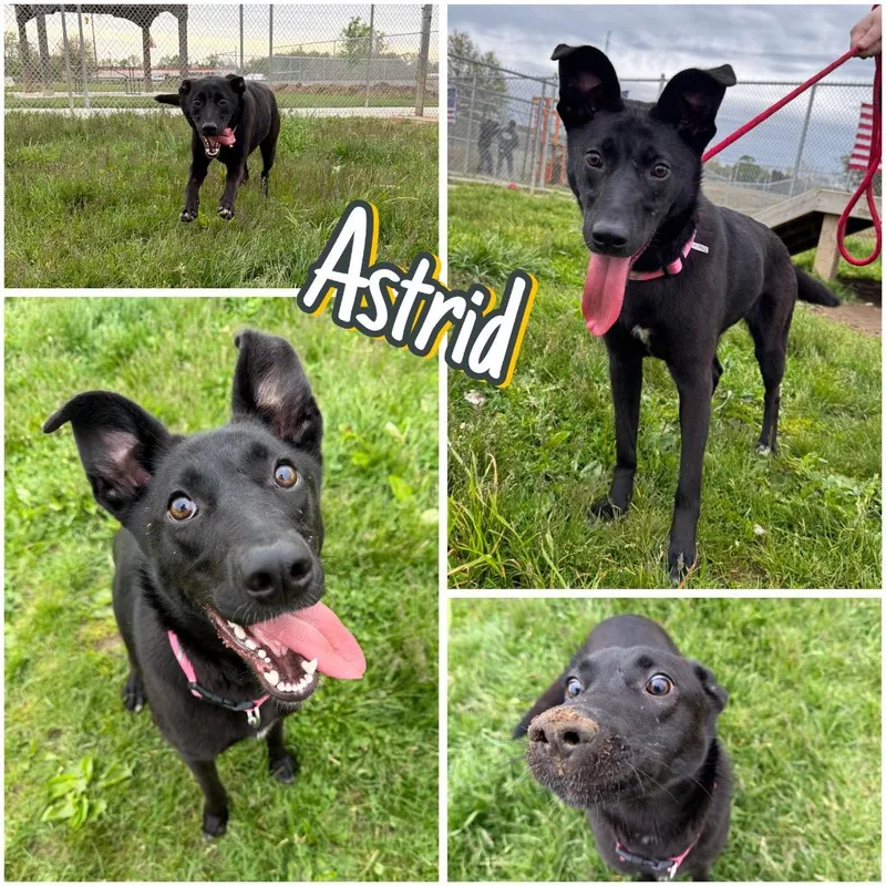 Astrid thumbnail 3