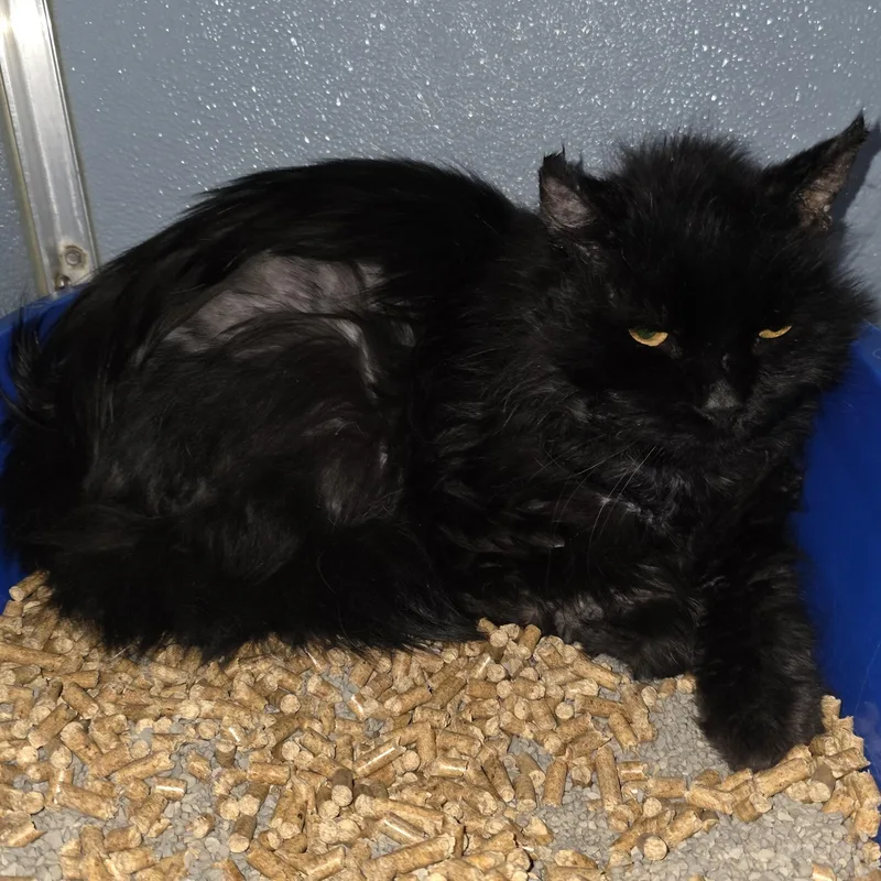 A young medium-sized male Black Domestic Short Hair cat named Robin for adoption in Renfrew, PA