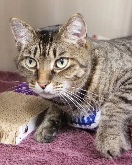 An adult small-sized male Domestic Short Hair cat named Neeko for adoption in Fishers, IN