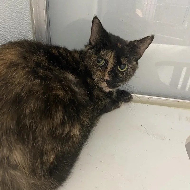 An adult medium-sized female Black Domestic Short Hair cat named Pluto for adoption in Binghamton, NY