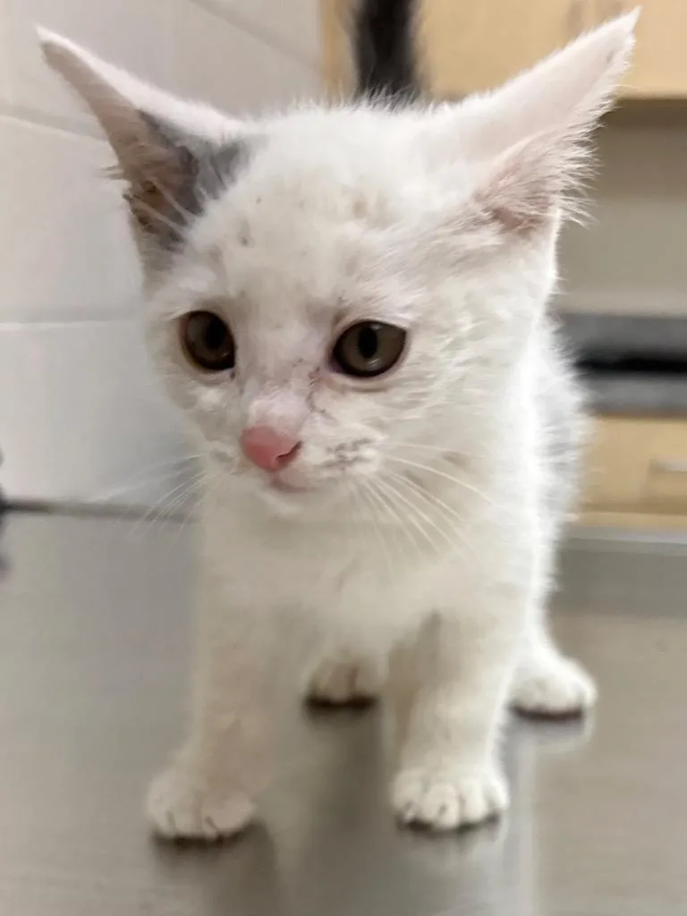 A baby medium-sized male Domestic Short Hair cat named Zoomie AC for adoption in Greeneville, TN