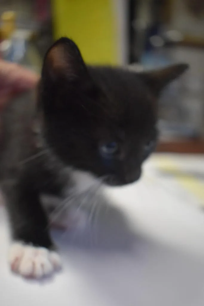 A baby medium-sized male Domestic Short Hair cat named Mister for adoption in Pahrump, NV