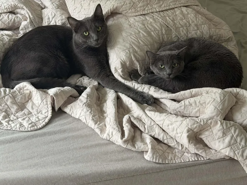 Berlioz & Kourtney thumbnail 2