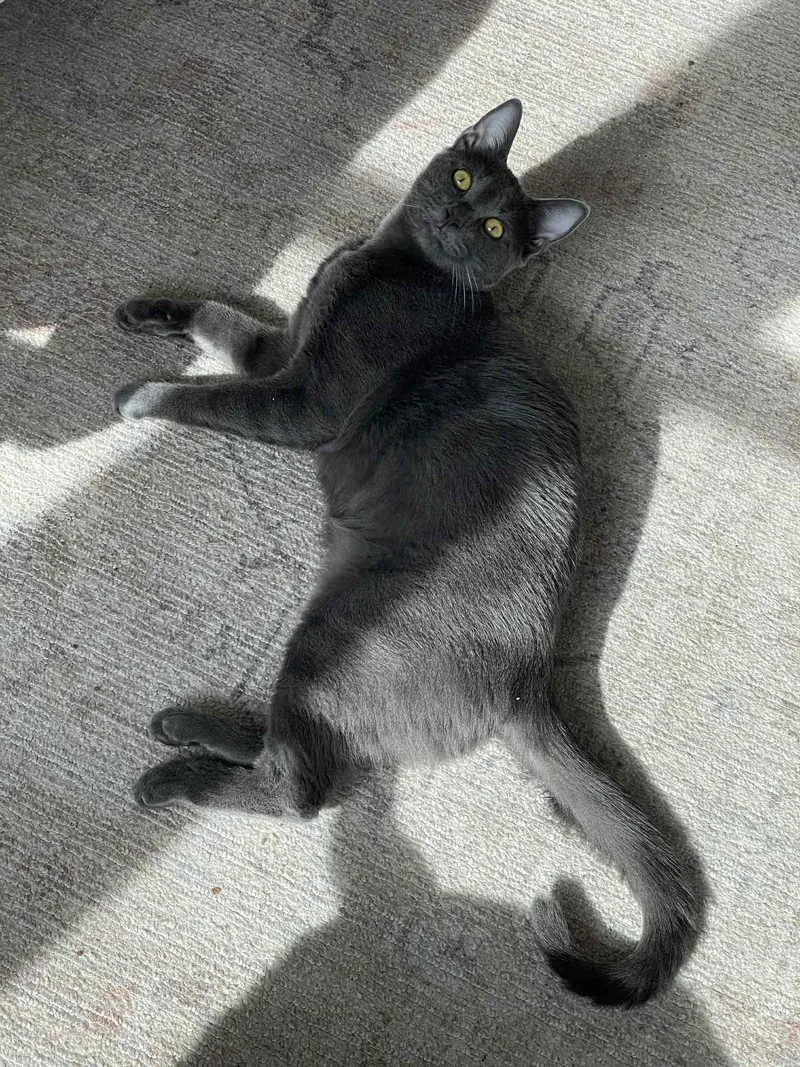 Berlioz & Kourtney thumbnail 3