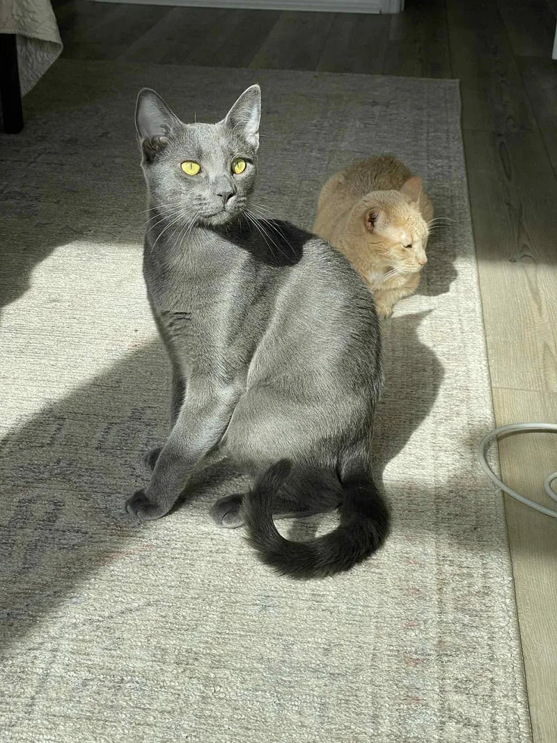 Berlioz & Kourtney thumbnail 4