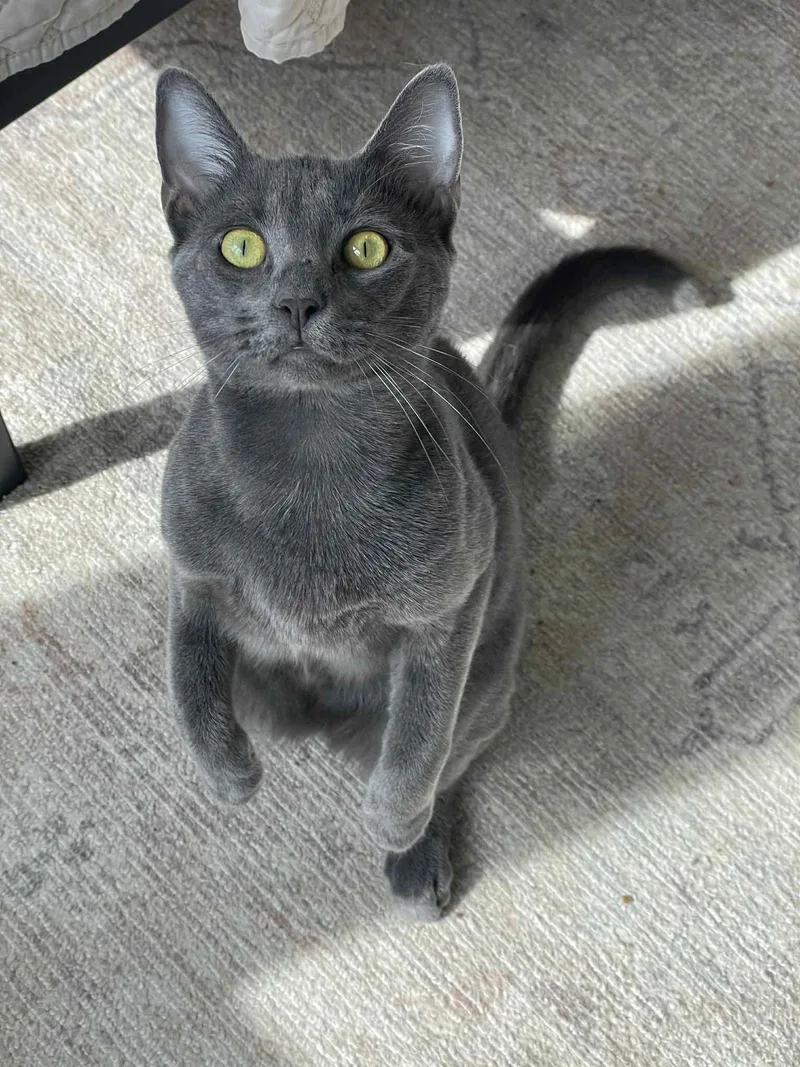 Berlioz & Kourtney thumbnail 5