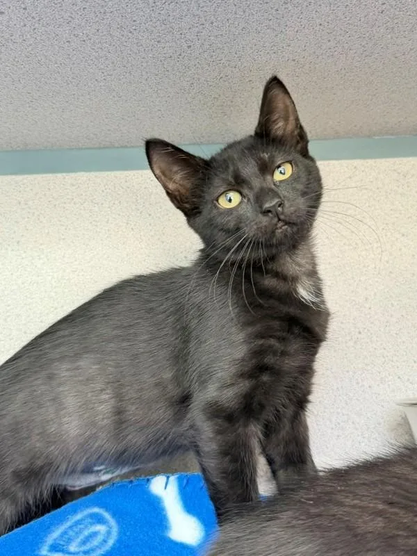 A baby small-sized female Domestic Short Hair cat named Abracadabra for adoption in Skillman, NJ