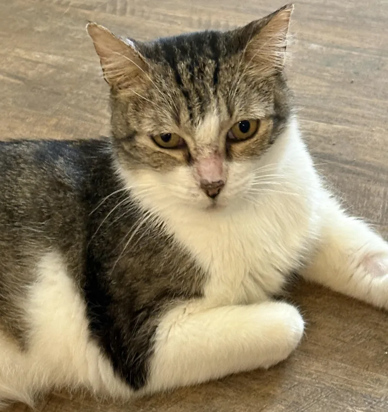 A senior medium-sized male Tabby cat named Greyson for adoption in Prescott, AZ