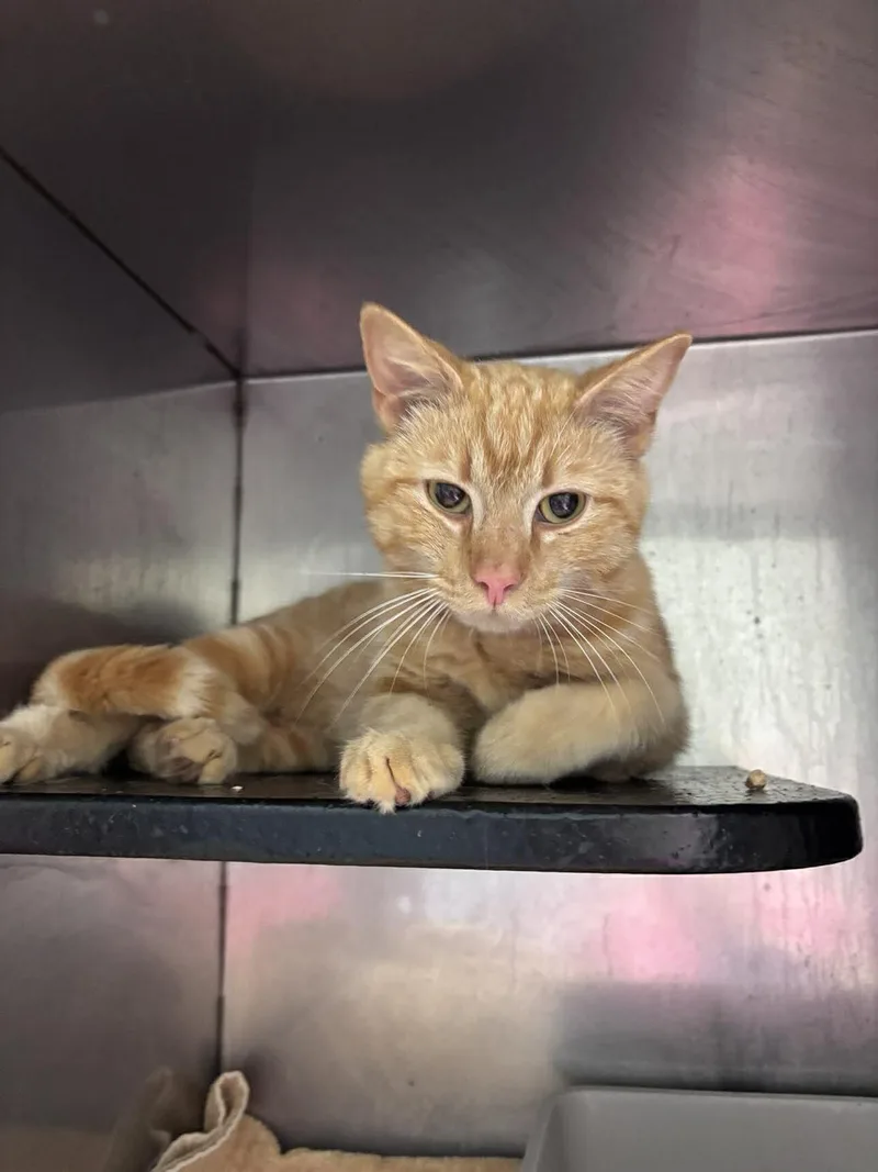 An adult medium-sized male Orange / Red Domestic Short Hair cat named Tigger for adoption in Burgaw, NC