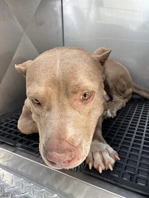 An adult large-sized female Mixed Breed dog named Fiona for adoption in Dallas, TX
