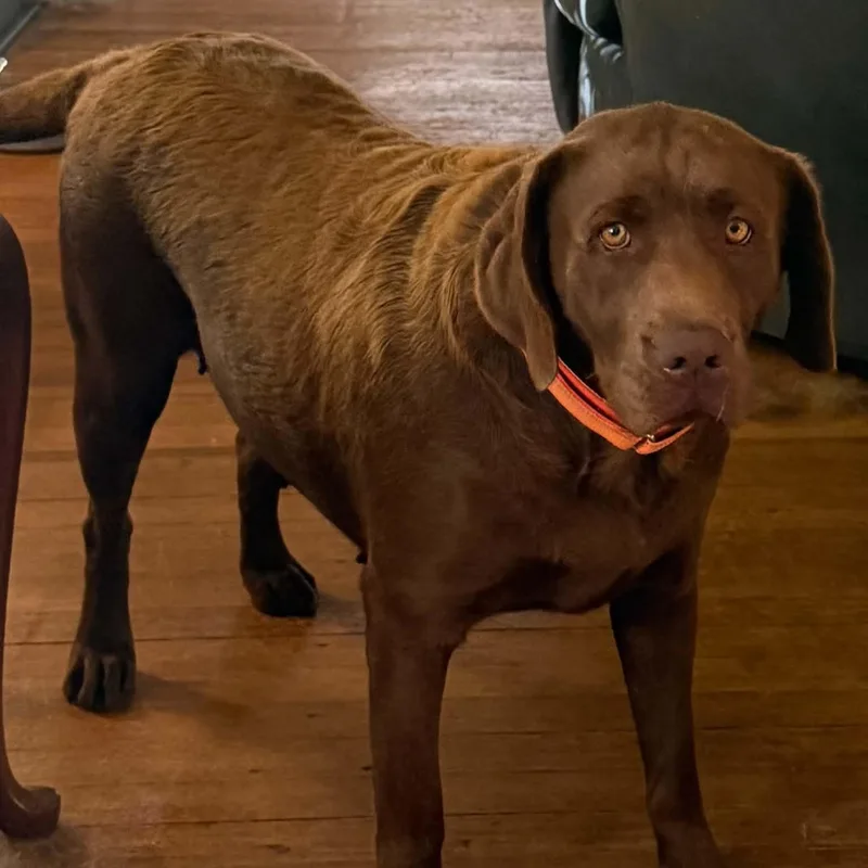 A young large-sized female Brown / Chocolate Chocolate Labrador Retriever dog named Colleen for adoption in Brockport, NY