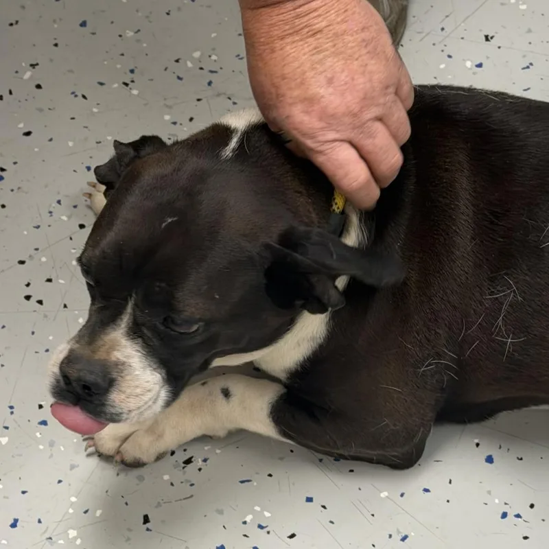 An adult medium-sized female Black American Bulldog dog named Gypsy for adoption in Marion, VA
