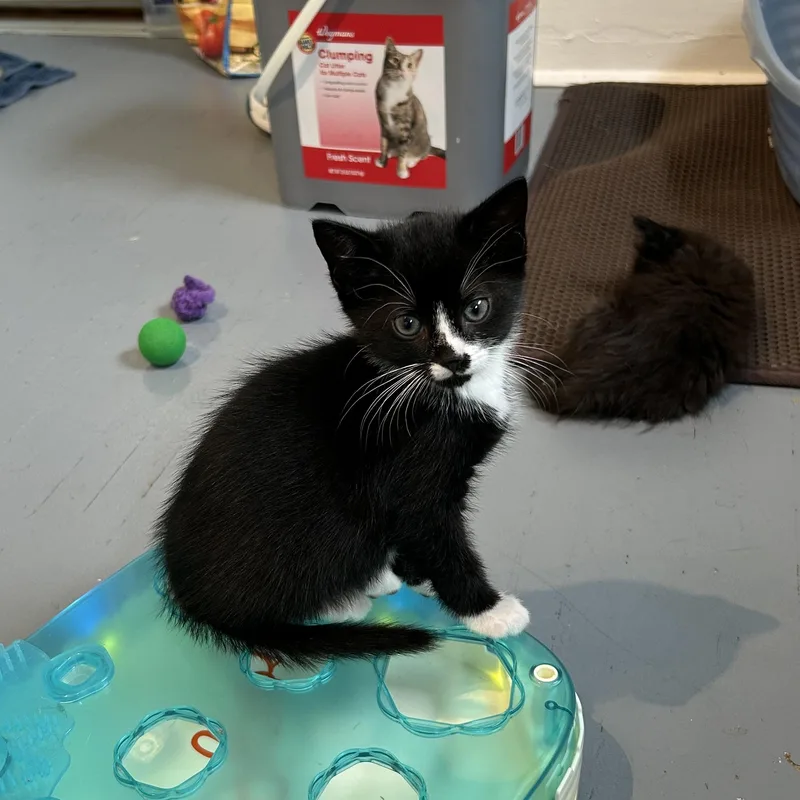 A baby medium-sized male Black & White / Tuxedo Domestic Short Hair cat named Panda for adoption in Brockport, NY