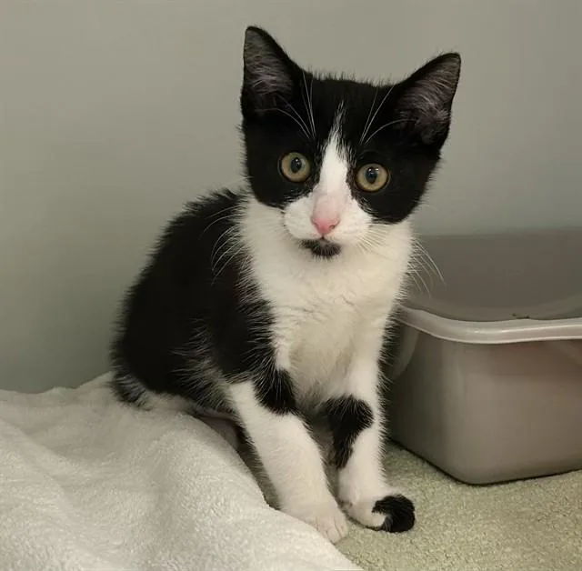 A baby small-sized female Domestic Short Hair cat named Jamie for adoption in Salinas, CA
