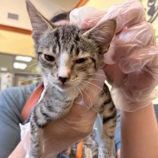 A baby small-sized male Domestic Short Hair cat named Gonzo for adoption in Lynchburg, VA