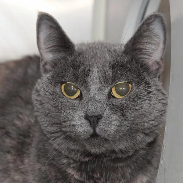 An adult medium-sized female Domestic Short Hair cat named Trixie  Bonded Buddies for adoption in Des Moines, IA